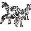 Zebras